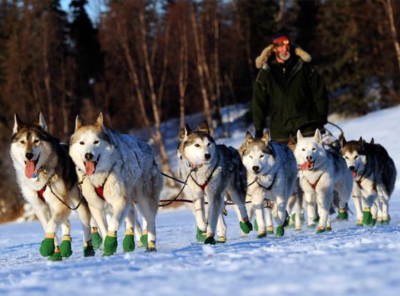 Iditarod Trail Sled Dog Race, Wolf Puppies Iditarod Trail Sled Dog Race, Wolf Puppies
